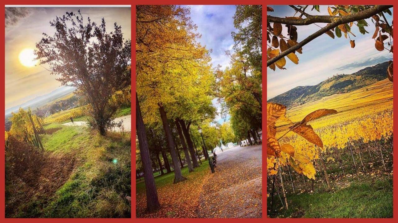 N¨°1 Schongauer Gite De Charme Centre Touristique Κολμάρ Εξωτερικό φωτογραφία